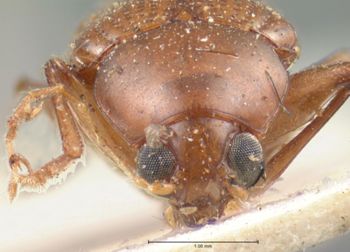 Media type: image; Entomology 9815   Aspect: head frontal view